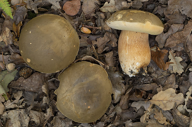 Boletus aereus